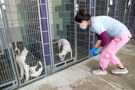 barc houston pets adoption