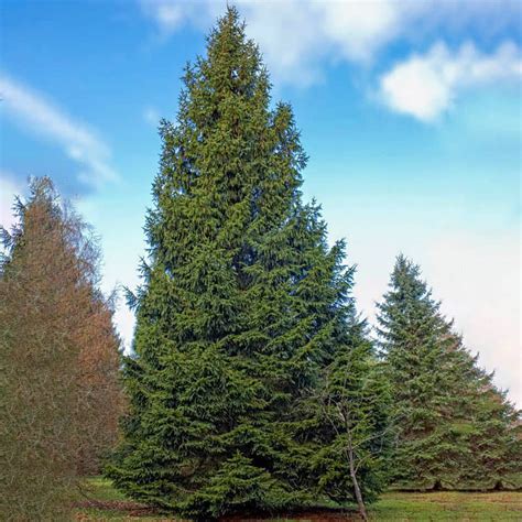 bare root norway spruce trees for sale