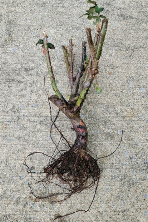 Best Bare Root Roses for Thriving Gardens