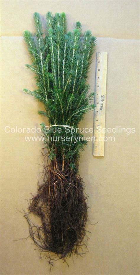 bare root spruce trees for sale
