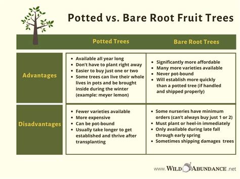 Bare Root Tree Vs Potted