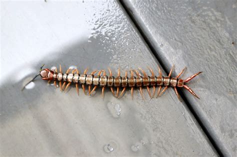 centipedes in my house florida Roni Rollins