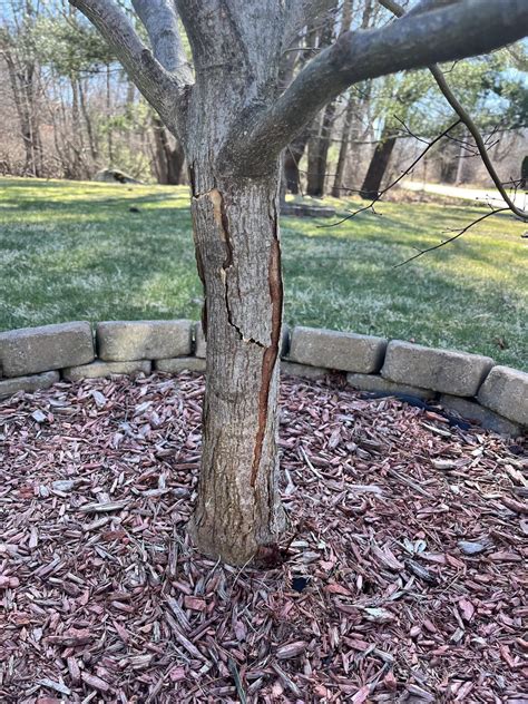 Bark Splitting On Maple Tree