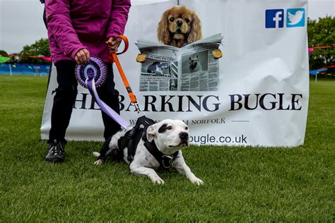Subject Barking Bugle Dog Shows