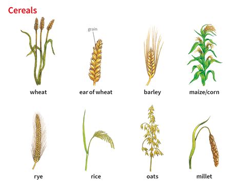 barley meaning in english oxford