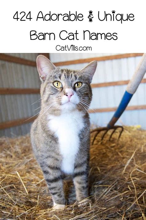 Barn Cat Program Helping Animals To Survive