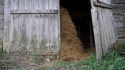 barn xnxx