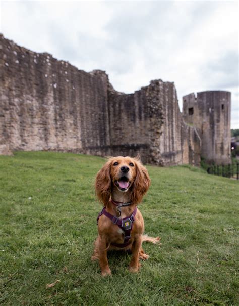 Barnard Castle Dog Friendly