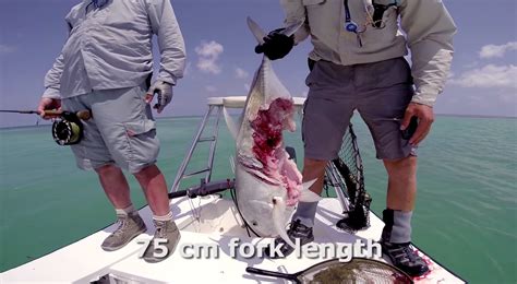 Barracuda Attack Wounds