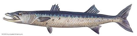 Barracuda Fish Description