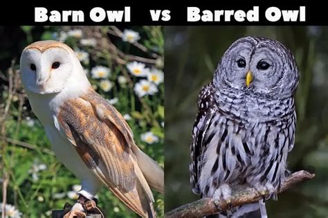 barred vs barn owl