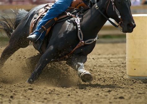 barrel horses for sale in tennessee