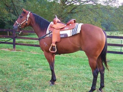 barrel horses for sale ohio craigslist