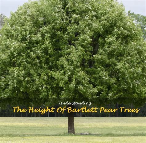 Bartlett Pear Tree Size