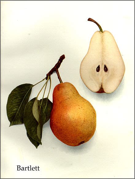 Bartlett Pear Wiki