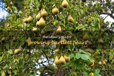 Bartlett Pear Zone