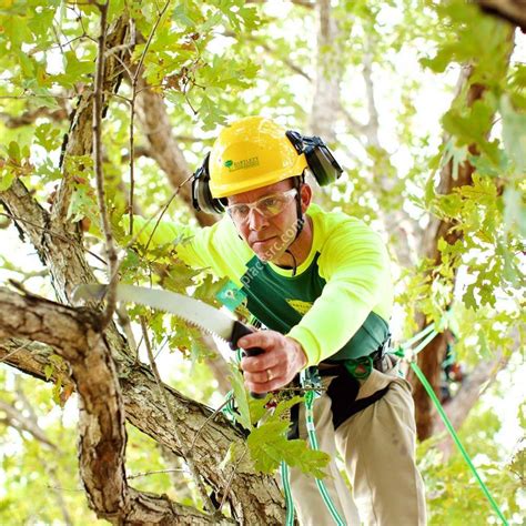 bartlett tree experts ny