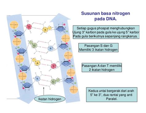 Basa Nitrogen yang Terdapat pada DNA