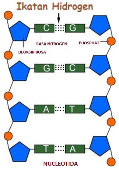 Basa Nitrogen yang Tercatat pada DNA sebagai Berikut Kecuali