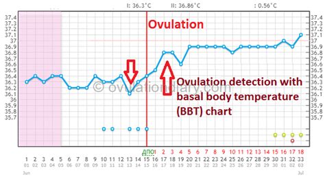 Unlocking Your Fertility: How Tracking Basal Body Temp Can Predict Ovulation