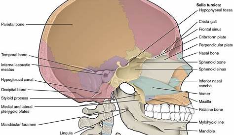Base of human skull, inferior view, with labels Stock Photo: 100083982