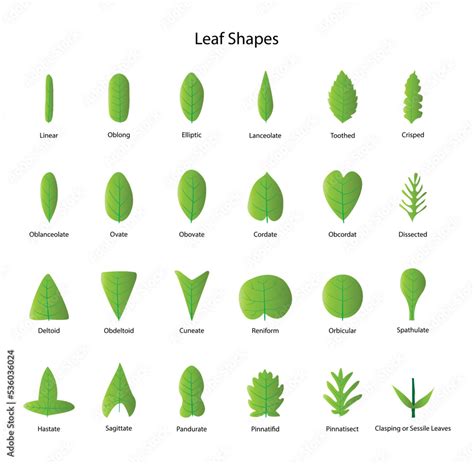 Base Definition Leaf