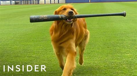 Baseball Bat Dog Video
