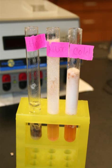 enzyme substrate concentration