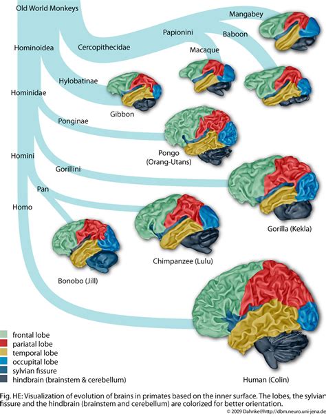 based on brain scans which of the following statements is true about brain development