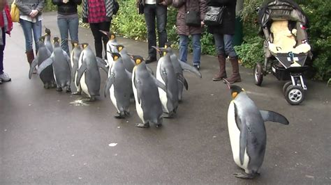 basel zoo penguin walk