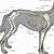 basic canine and feline anatomy crossword