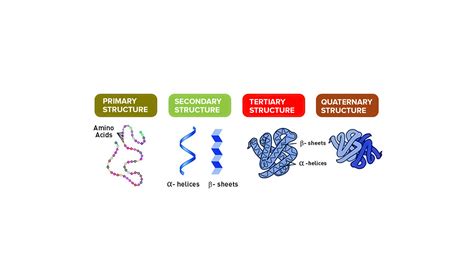 Selection and Characterization of Artificial Proteins Targeting the