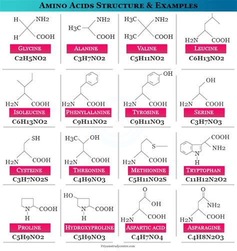 Basic Amino Acid With Example