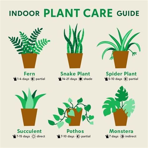 basic care of indoor plants