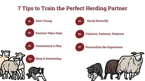 Basic Commands For Herding Dogs