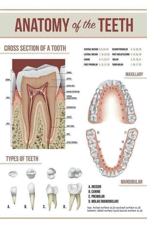 Basic Dental Information