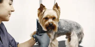 Basic Dog Grooming Course