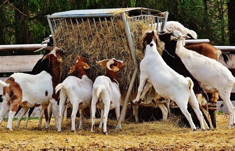 basic farm with a goat