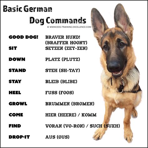 Basic German Shepherd Commands