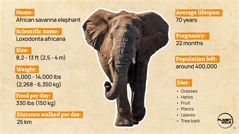 Basic Information About Elephant