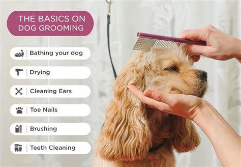 basic knowledge of pet grooming