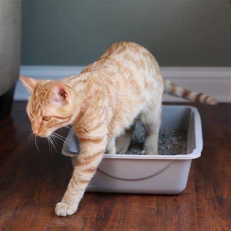 Basic Litter Box