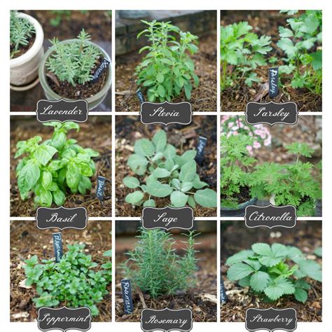 basic medicinal herb garden
