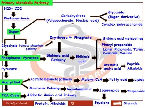 Images Basic Metabolic Pathways Pharmacognosy New