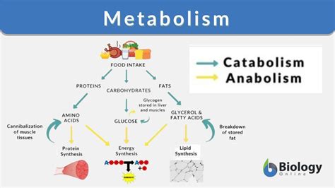 basic metabolisms