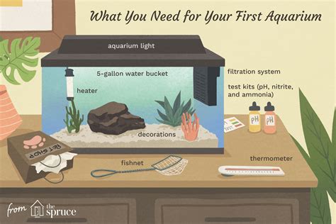 Basic Needs For A Fish Tank