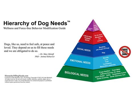 Basic Needs Of Dog