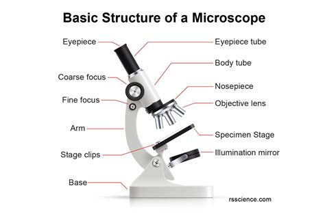 Basic Parts And Functions Of Microscope