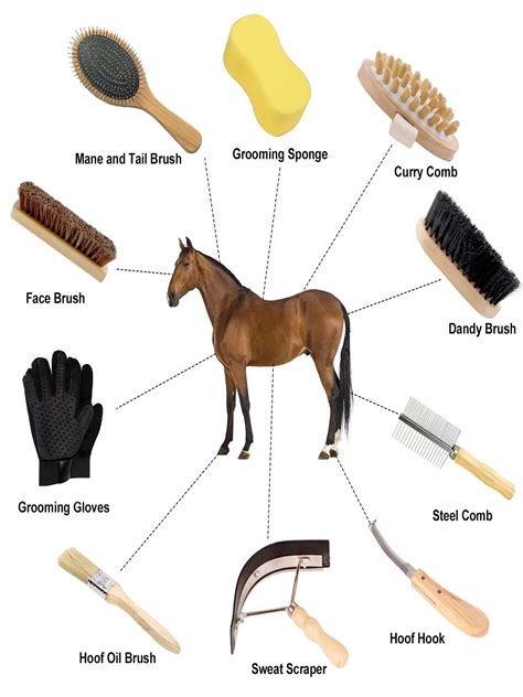 Mastering Horse Grooming: Basic Tools & Techniques Guide