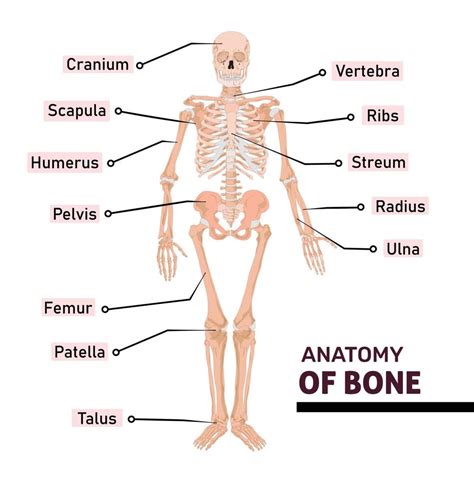 What Is A Skeletal System Diagram With Pictures Skeletal System